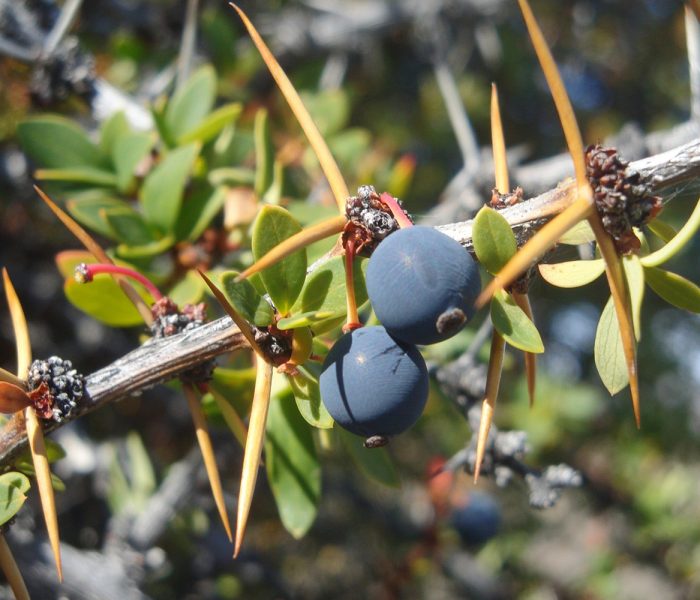 Berberis