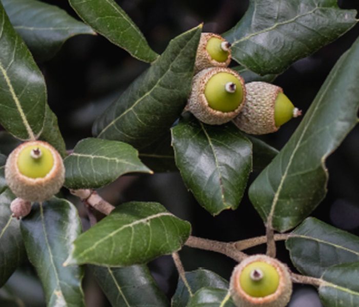 Quercus-ilex