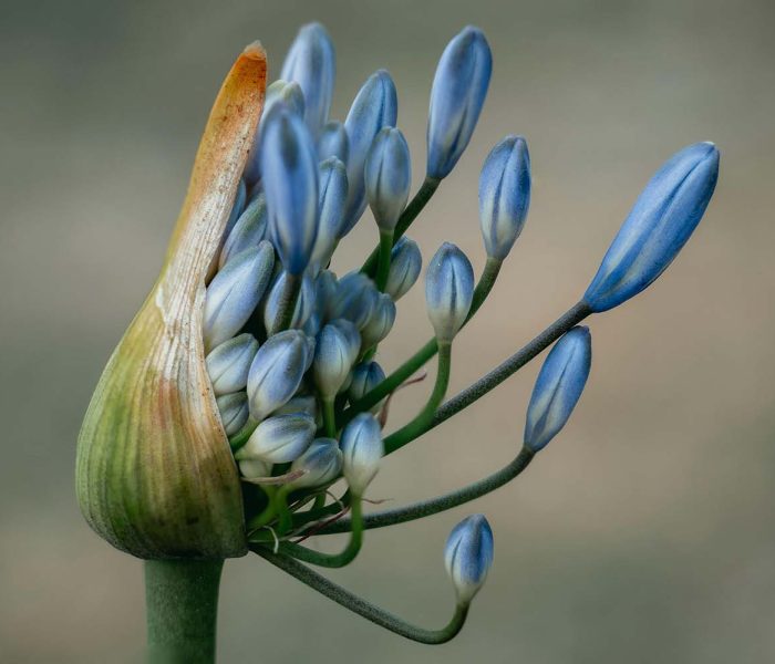 Varietàagapanthus