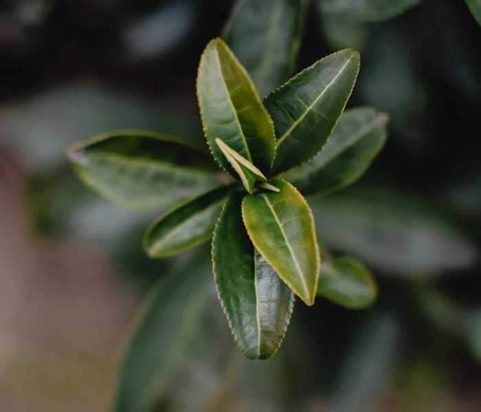 Varietàcamelia