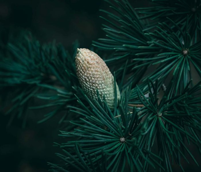 Varietàcedro