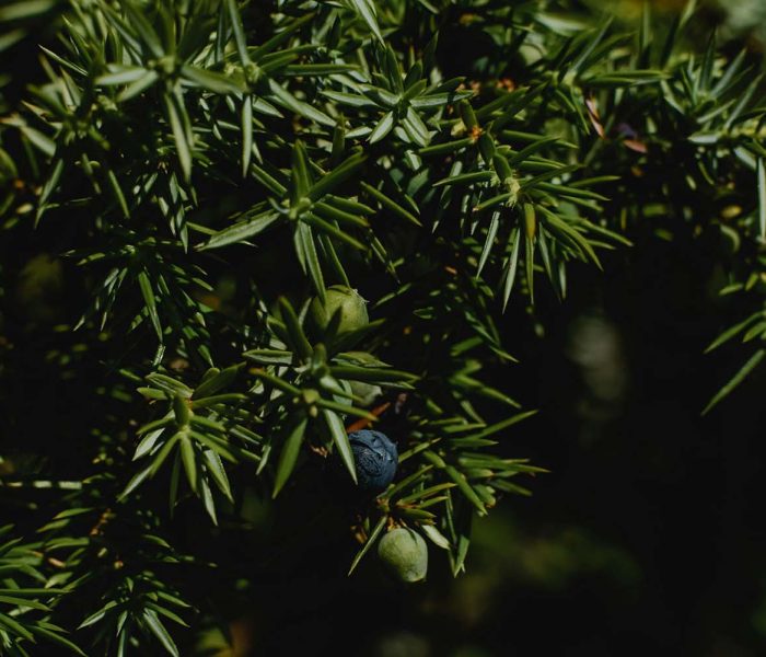 Varietàjuniper