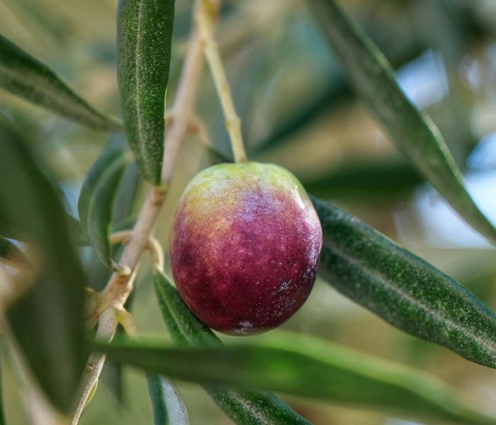 Varietàolivo p