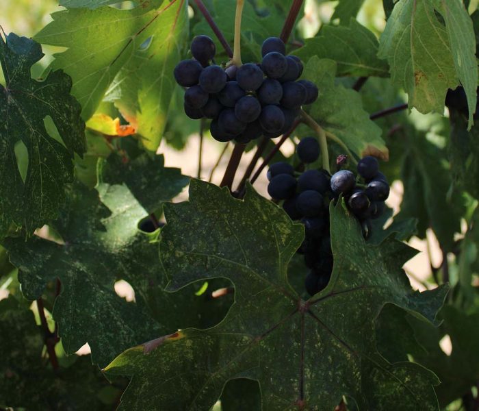 Varietàvitis